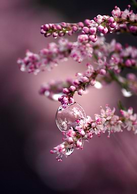 bubble on pink flowers
