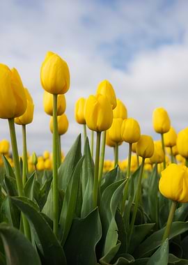 Calming yellow tulips
