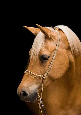 horse pale brown