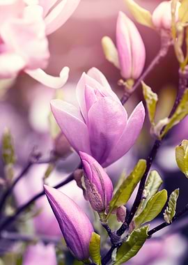 Purple Magnolia flowers