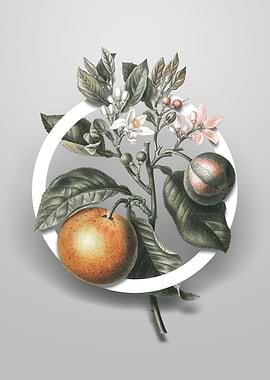 Bitter Orange Flower Art
