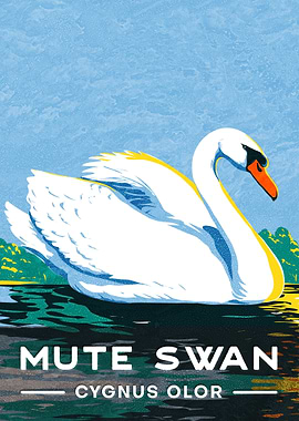 Mute Swan
