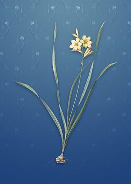 Vintage Gladiolus Lineatus