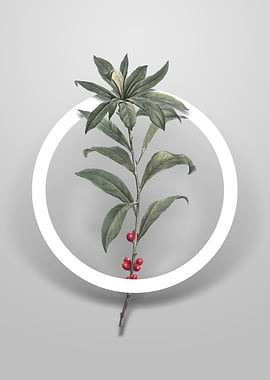 February Daphne Flowers