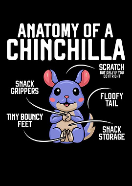 Anatomy Of A Chinchilla