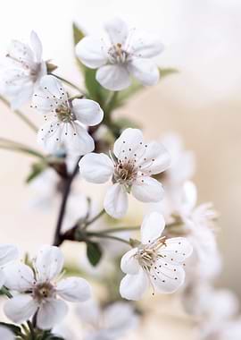 White cherry blossoms
