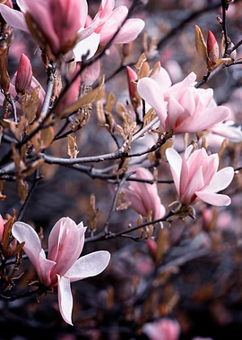 Pink Magnolia flowers