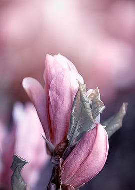 Pink magnolia flowers