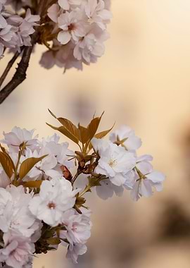 Pink cherry blossom flower