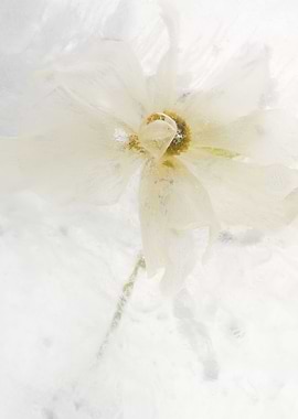 White ranunculus in ice 2