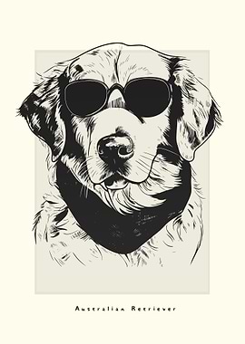 Australian Retriever Cool