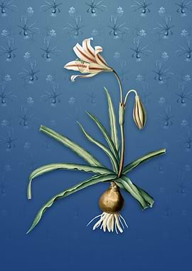 Amaryllis Broussonetii