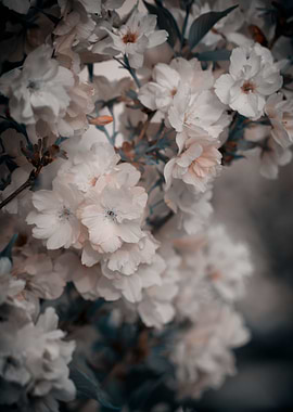 Pink cherry blossom flower