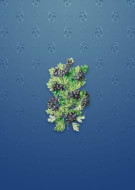 Hairy Leaf Black Hawthorn