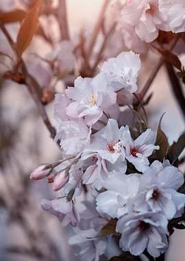 Amanogawa cherry blossoms