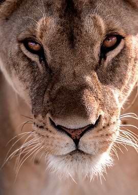 Lioness