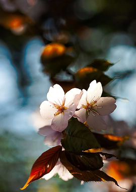 Ray Of Sunlight On Sakura