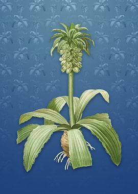 Vintage Eucomis Regia