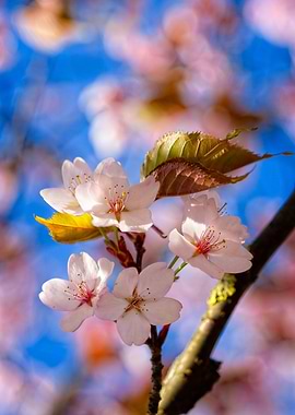 A Bunch Of Sakura Flowers