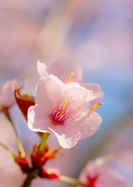Charming Pink Sakura Art