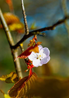 Sakura Flower And Red Leaf