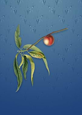 Peach on Bahama Blue