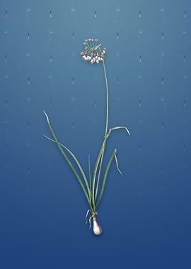 Vintage Nodding Onion