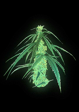 Radioactive cannabis plant