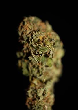 Cannabis medical bud macro