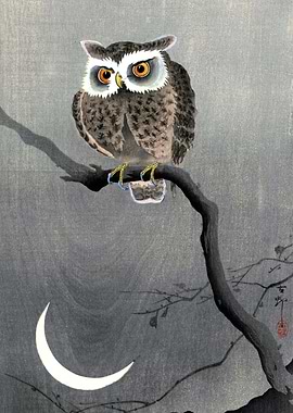 Owl on Branch