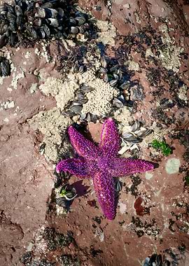 Purple Starfish