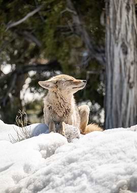 Sunbathing Gray Fox