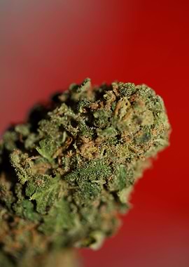 Cannabis medical bud macro