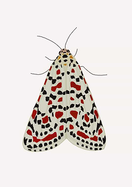 Moth