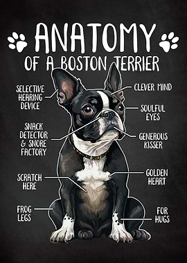 Anatomy Boston Terrier Dog