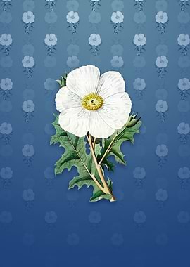 Mexican Poppy Flower