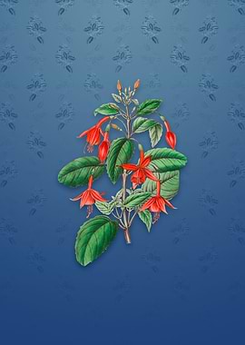 Standishs Fuchsia Flower