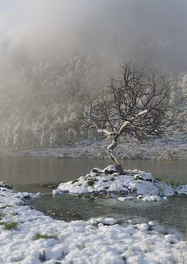 Old lonely tree Winter ver