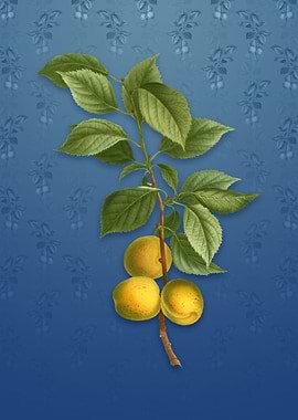 Vintage Brianon Apricot