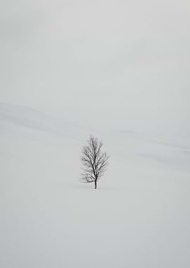 Arctic minimalist nature
