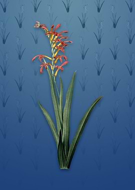 Antholyza Aethiopica