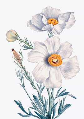 Matilija Poppy
