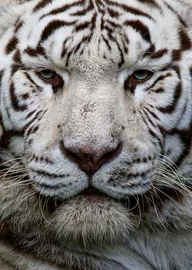 Gazing White Tiger
