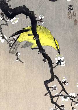 Oriole on Plum Branch