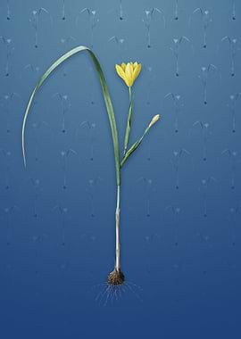 Cape Tulip on Bahama Blue