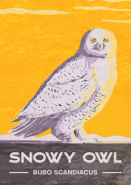 Snowy Owl