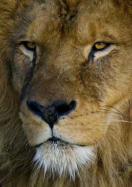 Majestic lions portrait