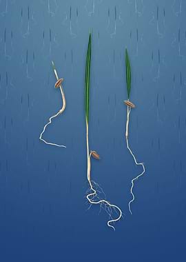 Date Palm on Bahama Blue