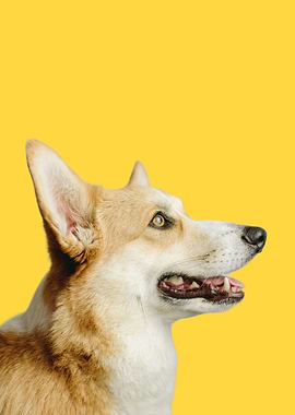 Corgi Dog Portrait