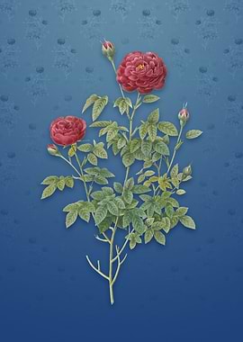 Burgundy Cabbage Rose